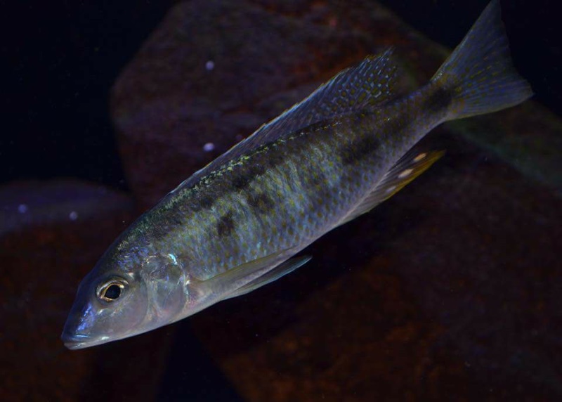 Otopharynx styrax 'Itungi'
